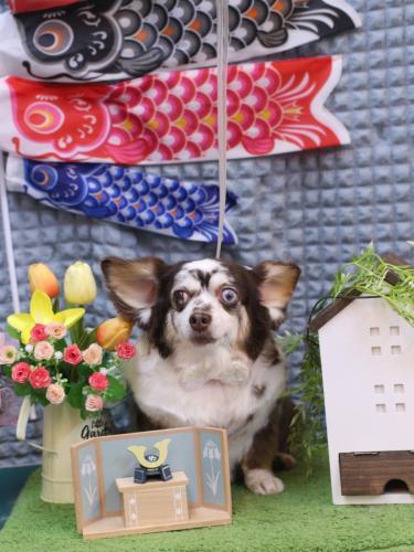 20230528チョコちゃん